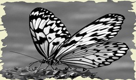 455960-Tree Nymph