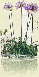 37373-Agapanthas_2