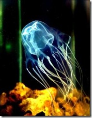 jellyfishbox