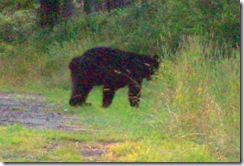 bear1