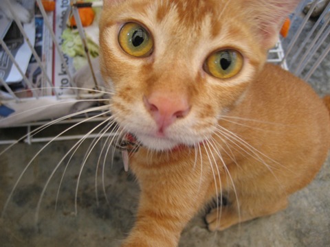 [spca 005[10].jpg]