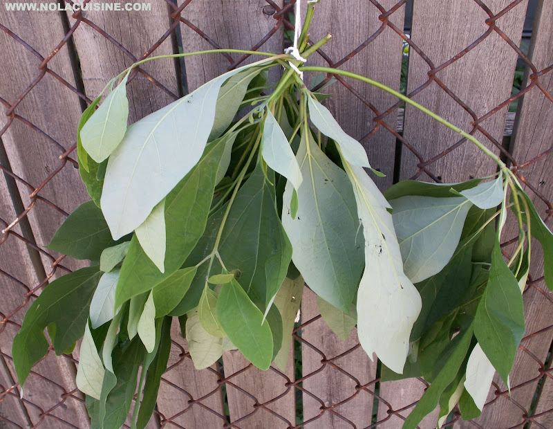 How to make your own filé powder (aka gumbo filé) - Tyrant Farms