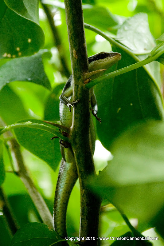 A lizard behind the Bedrock Guesthouse and Grill in Ban Phe Thailand A lizard in a tree in Ban Phe, Thailand.