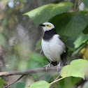 Black-collared starling