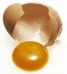 egg yolk3