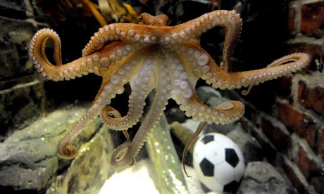 [psychic Paul-the-octopus-[4].jpg]