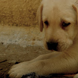 Puppies