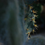 Thorny times