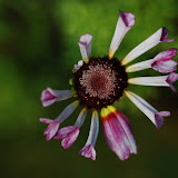 It's evening - in the life of this flower