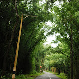 And the bamboo thickets