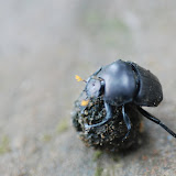 On our way up from the waterfalls - a dung beetle