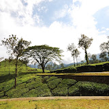 Tea estates ...
