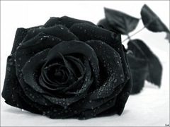 Black Rose 3