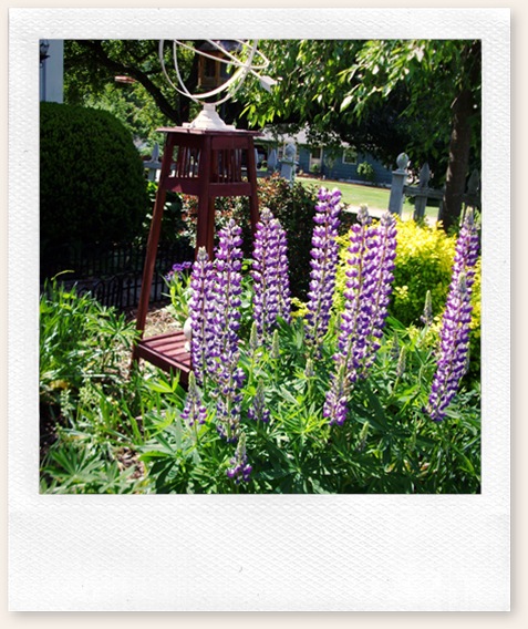 herb garden june09 014