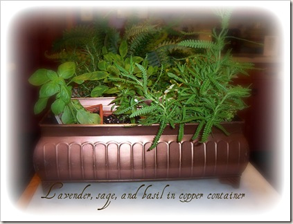 herbs herbs