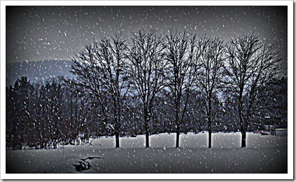 trees as hdr trees as hdr