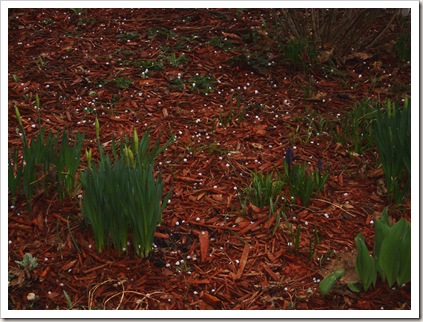 hail 4.11 003 hail 4.11 003
