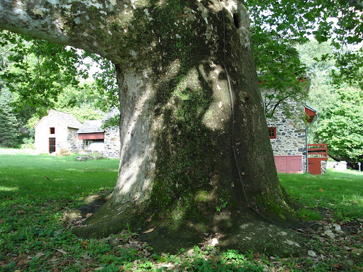 Tree trunk