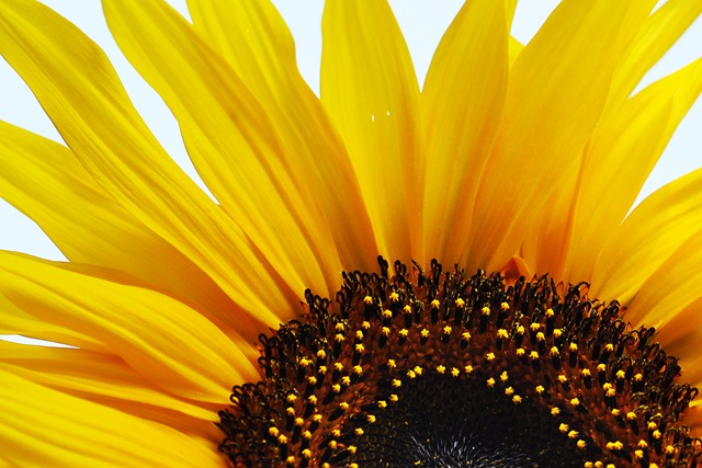 [sunflower close up[7].jpg]