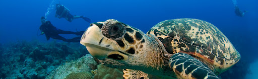 turtle & divers