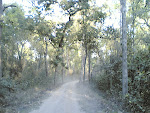 Kanha Road3#1.jpg