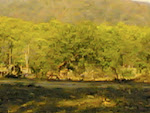 Kanha Forest6.jpg