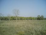 Kanha Meadow4.jpg