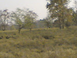 Kanha Forest1.jpg