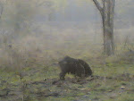 Kanha Wild Boar.jpg