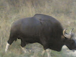 Kanha Bison2.jpg