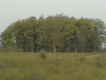 Kanha1.jpg