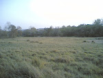 Kanha2 Meadows.jpg
