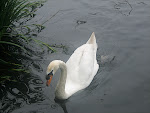 IMG_0453.JPG