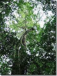 maya nut tree
