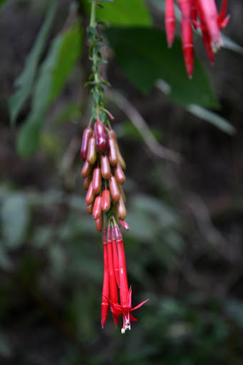 Ветер в кактусах: отчет о поездке Перу - Боливия