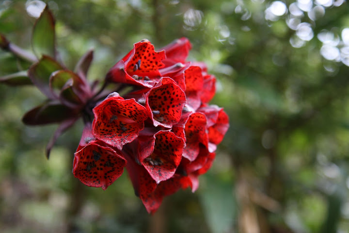 Ветер в кактусах: отчет о поездке Перу - Боливия