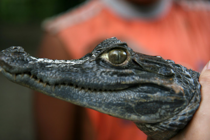 Ветер в кактусах: отчет о поездке Перу - Боливия