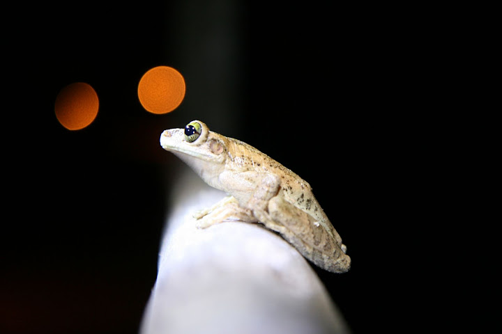 Ветер в кактусах: отчет о поездке Перу - Боливия