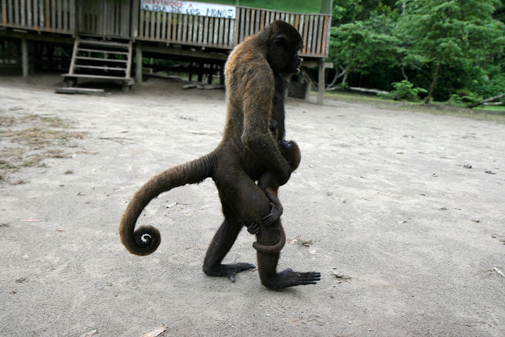 Ветер в кактусах: отчет о поездке Перу - Боливия