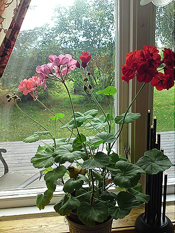 [DSC00879[1][5].jpg]