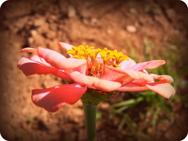 [pretty flower.jpeg[19].jpg]