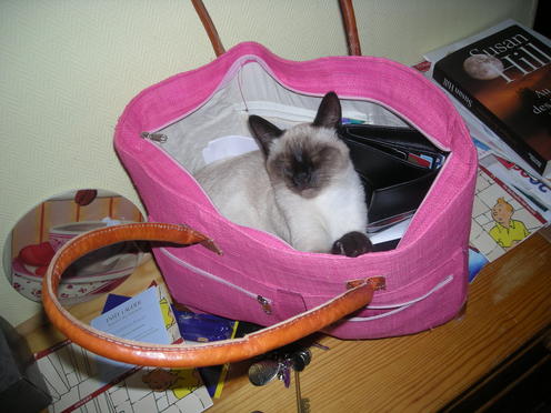http://lh3.ggpht.com/_Af2NJS5Y8NA/S1I6-fLv1TI/AAAAAAAABuc/oWVlfyuMr84/DSCN1859.jpg
