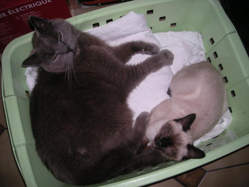 http://lh3.ggpht.com/_Af2NJS5Y8NA/S1I7BrqSv_I/AAAAAAAABuw/sa3ZQ4RTthE/DSCN1867.jpg