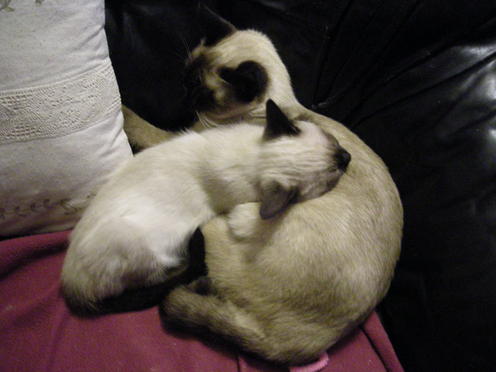 http://lh3.ggpht.com/_Af2NJS5Y8NA/S1I8PY4ne5I/AAAAAAAAB14/vzUIsiIkGqw/DSCN2357.jpg