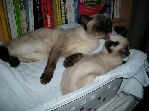 http://lh3.ggpht.com/_Af2NJS5Y8NA/S1I8o8ad8tI/AAAAAAAAB4E/UWY5R2suLOE/DSCN2407.jpg