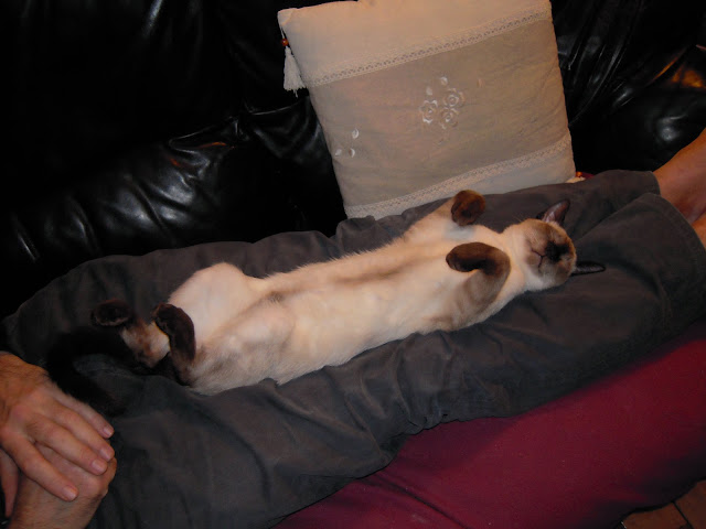 http://lh3.ggpht.com/_Af2NJS5Y8NA/S5IPnOhQdgI/AAAAAAAADik/7zmueV0n2F4/s640/DSCN0072.jpg