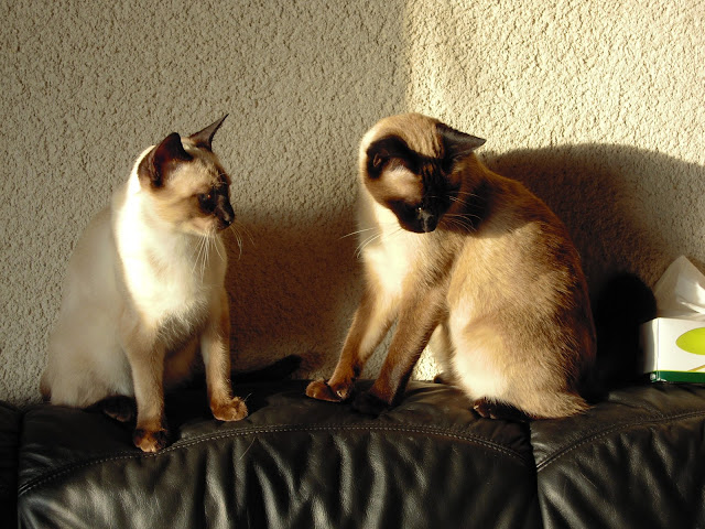 http://lh3.ggpht.com/_Af2NJS5Y8NA/S5ISXU_fJEI/AAAAAAAADjI/BslJcmcT3kI/s640/DSCN0090.jpg