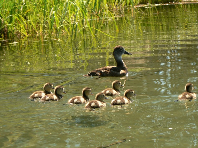 [15Ducks044.jpg]