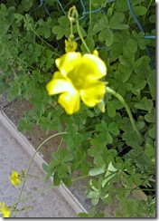 لبلب (2)