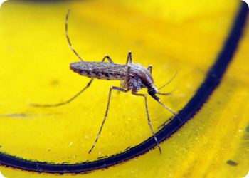 фото 25 апреля – Всемирный День Малярии